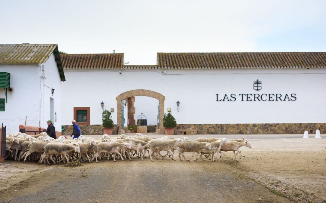Las Terceras